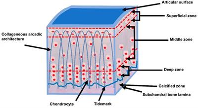 Articular Cartilage Assessment Using Ultrashort Echo Time MRI: A Review